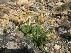 Doronicum clusii