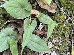 Dioscorea transversa