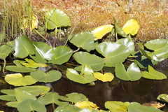 Nuphar polysepala