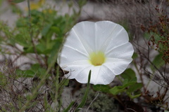 Ipomoea imperati
