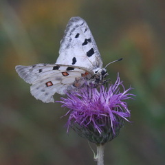 Parnassius apollo