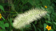 Setaria scheelei