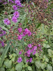 Vernonia