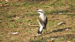 Fluvicola nengeta
