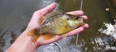 Lepomis gulosus