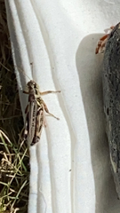Melanoplus sanguinipes