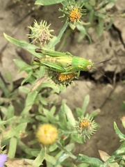 Melanoplinae