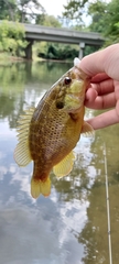 Lepomis gulosus