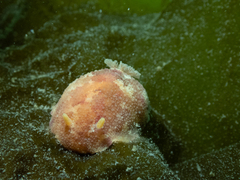 Doris pseudoargus