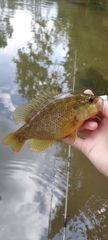 Lepomis gulosus
