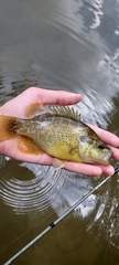 Lepomis gulosus