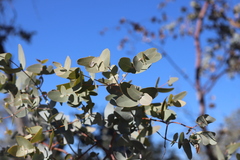 Eucalyptus gamophylla