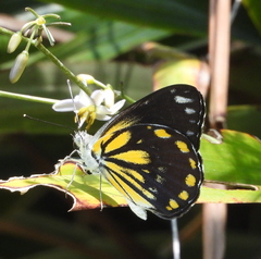 Belenois java