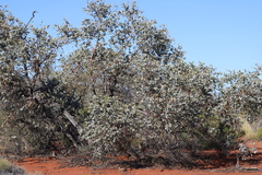 Eucalyptus gamophylla