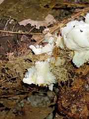 Hericium coralloides