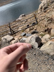 Parnassius smintheus