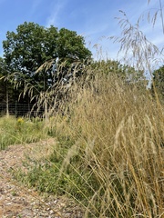 Deschampsia cespitosa