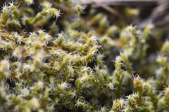 Racomitrium elongatum