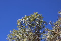 Eucalyptus gamophylla