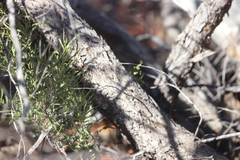 Eucalyptus gamophylla