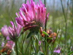 Trifolium alpestre
