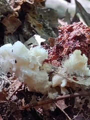 Hericium coralloides