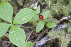 Streptopus streptopoides
