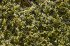 Racomitrium elongatum