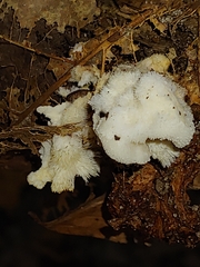 Hericium coralloides