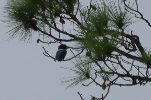 Belted Kingfisher photographed in Alabama