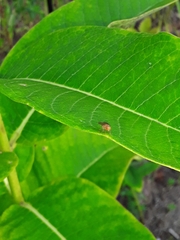 Ormia ochracea