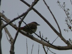 Myiodynastes maculatus