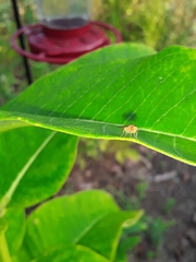 Ormia ochracea