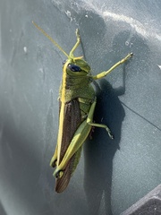 Schistocerca alutacea