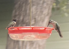Eugenes fulgens