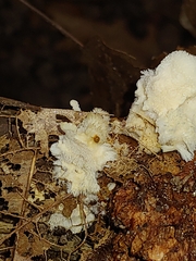 Hericium coralloides