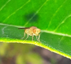 Ormia ochracea