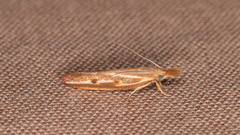 Pyraloidea