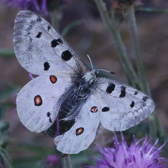 Parnassius apollo