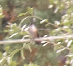 Selasphorus platycercus