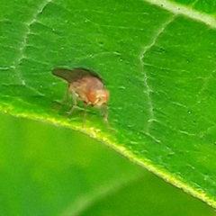 Ormia ochracea