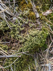 Racomitrium elongatum