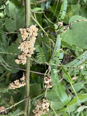 Cuscuta tinctoria