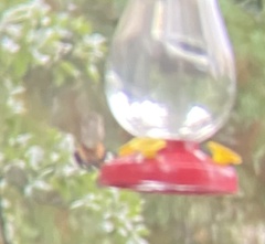 Selasphorus platycercus