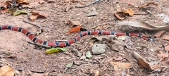 Micrurus corallinus