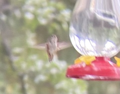 Selasphorus platycercus