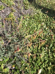 Astragalus australis