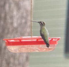 Eugenes fulgens
