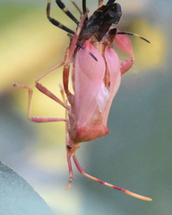 Coreoidea