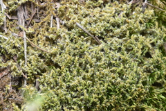 Racomitrium elongatum